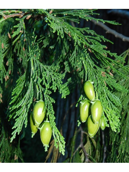 Семена Калоцедруса